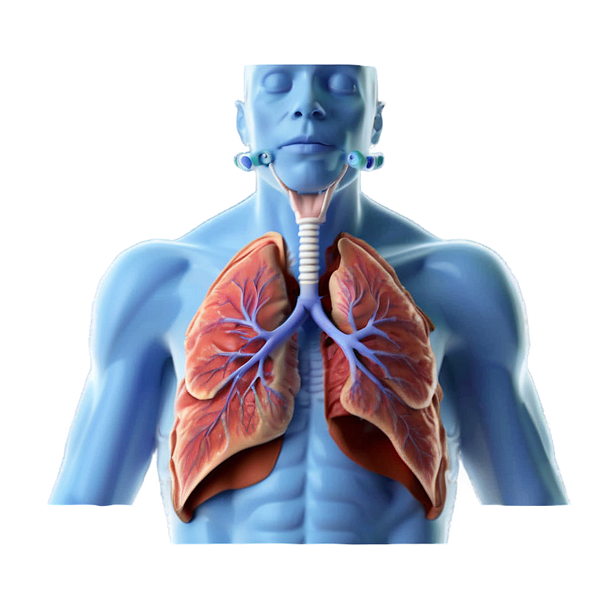 Asthma And Respiratory System Png Jma80