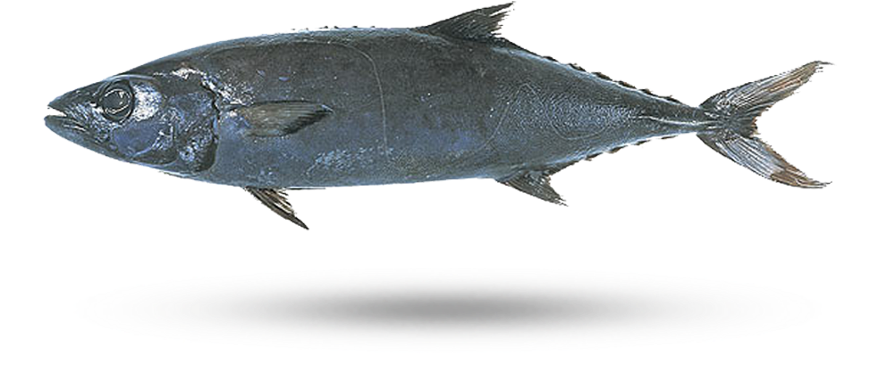 Atlantic Bluefin Tuna Illustration