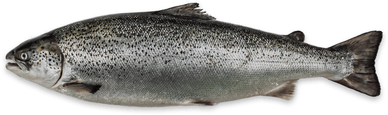 Atlantic Salmon Isolatedon Transparent Background