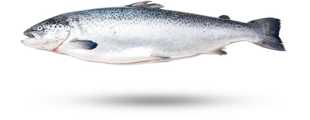 Atlantic Salmon Isolatedon White