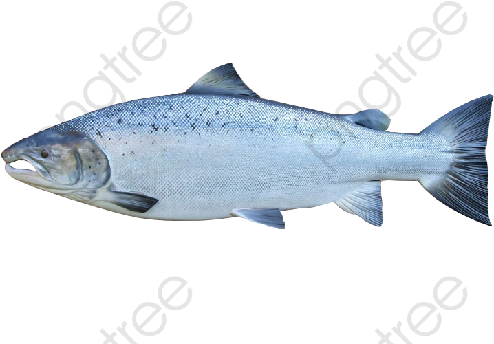 Atlantic Salmon Side View