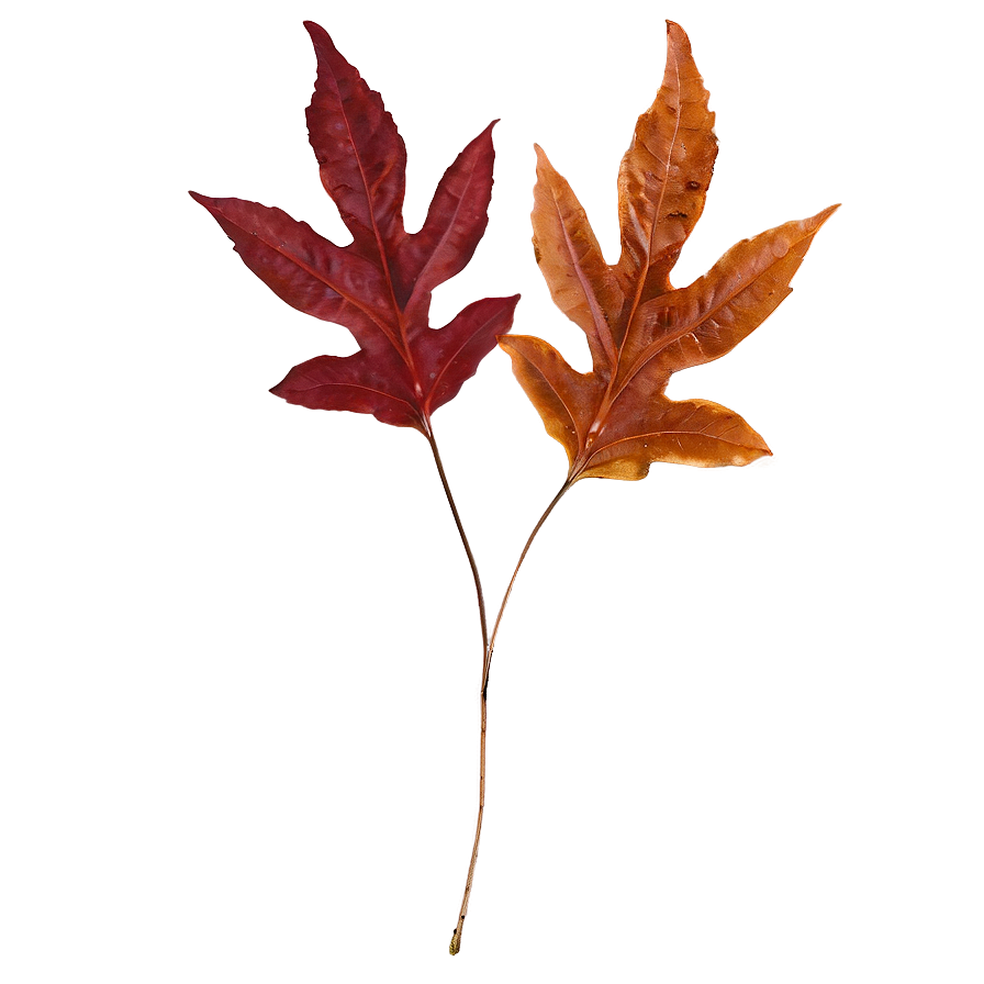 Auburn Autumn Leaves Png Sxt