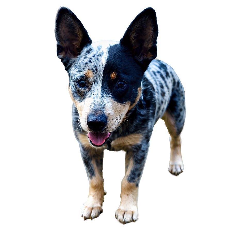 Australian Blue Heeler Png 06282024