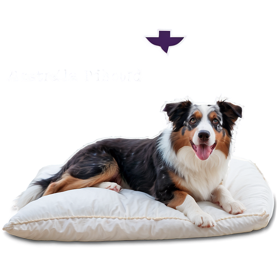 Australian Shepherd In Bed Png Hbf