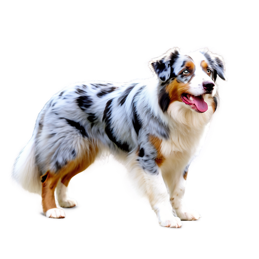 Australian Shepherd On Beach Png 17