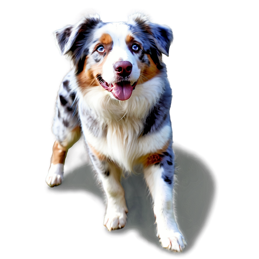 Australian Shepherd On Farm Png 58