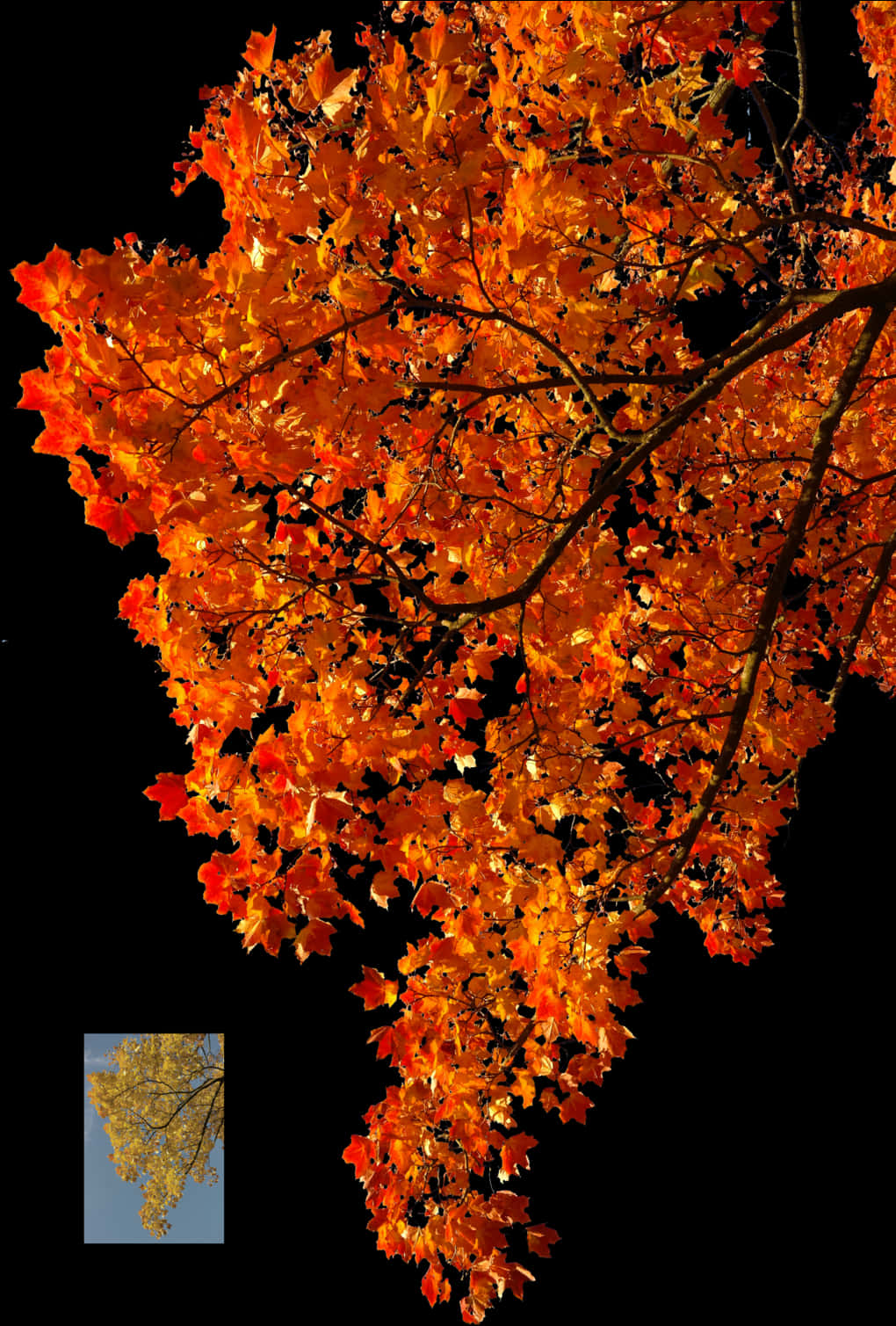 Autumn Blaze Maple Leaves