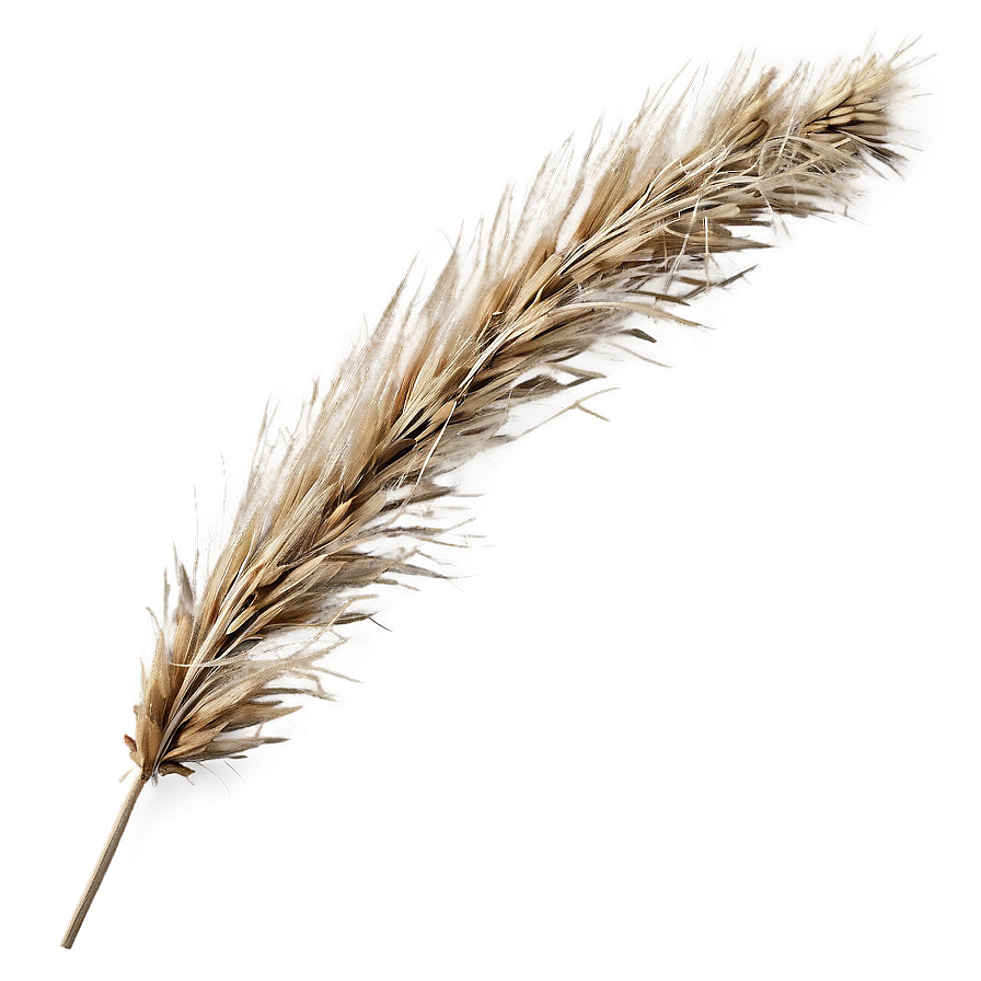 Autumn Brown Grass Png 04292024