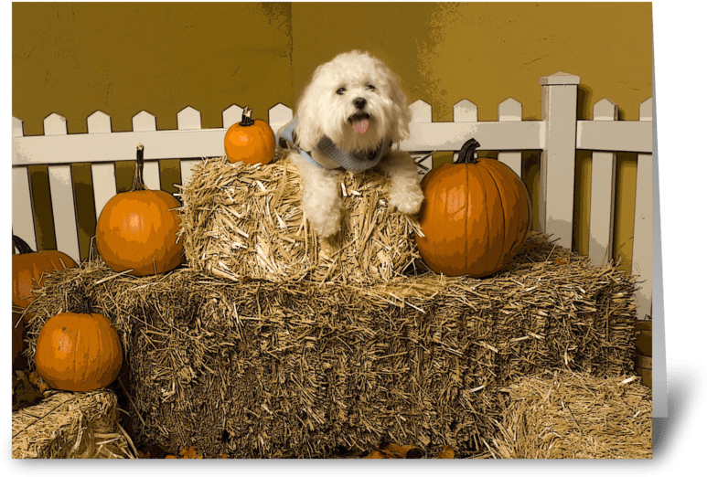 Autumn Dogon Hay Bales