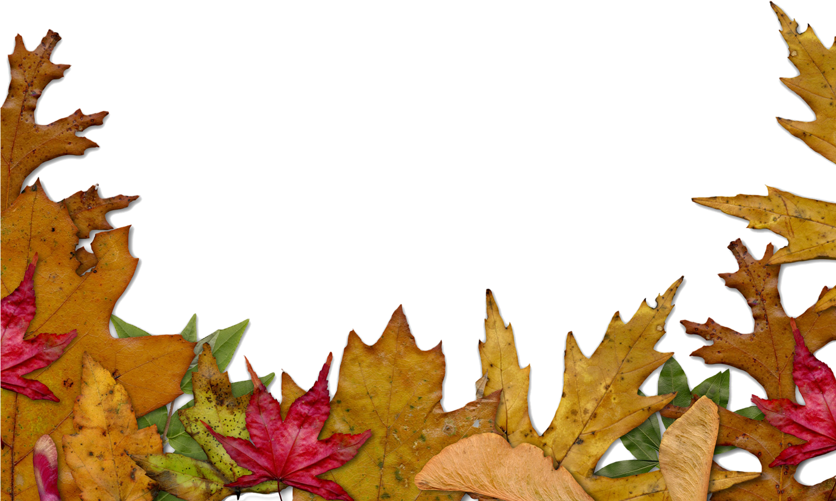 Autumn_ Leaf_ Border_ Background.png