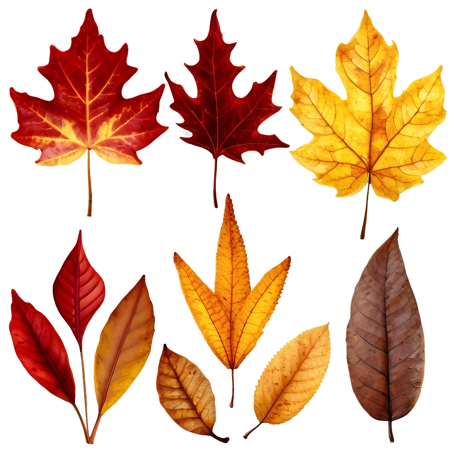 Autumn Leaf Collection Png 60
