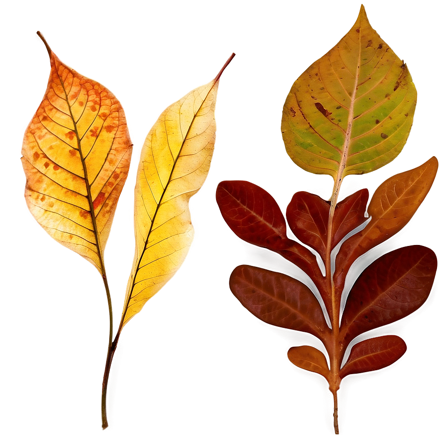 Autumn Leaf Collection Png Xns