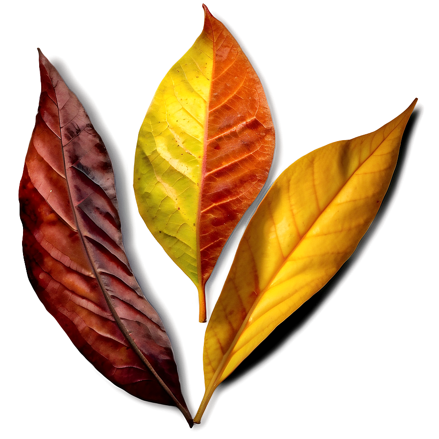 Autumn Leaf Png 05032024