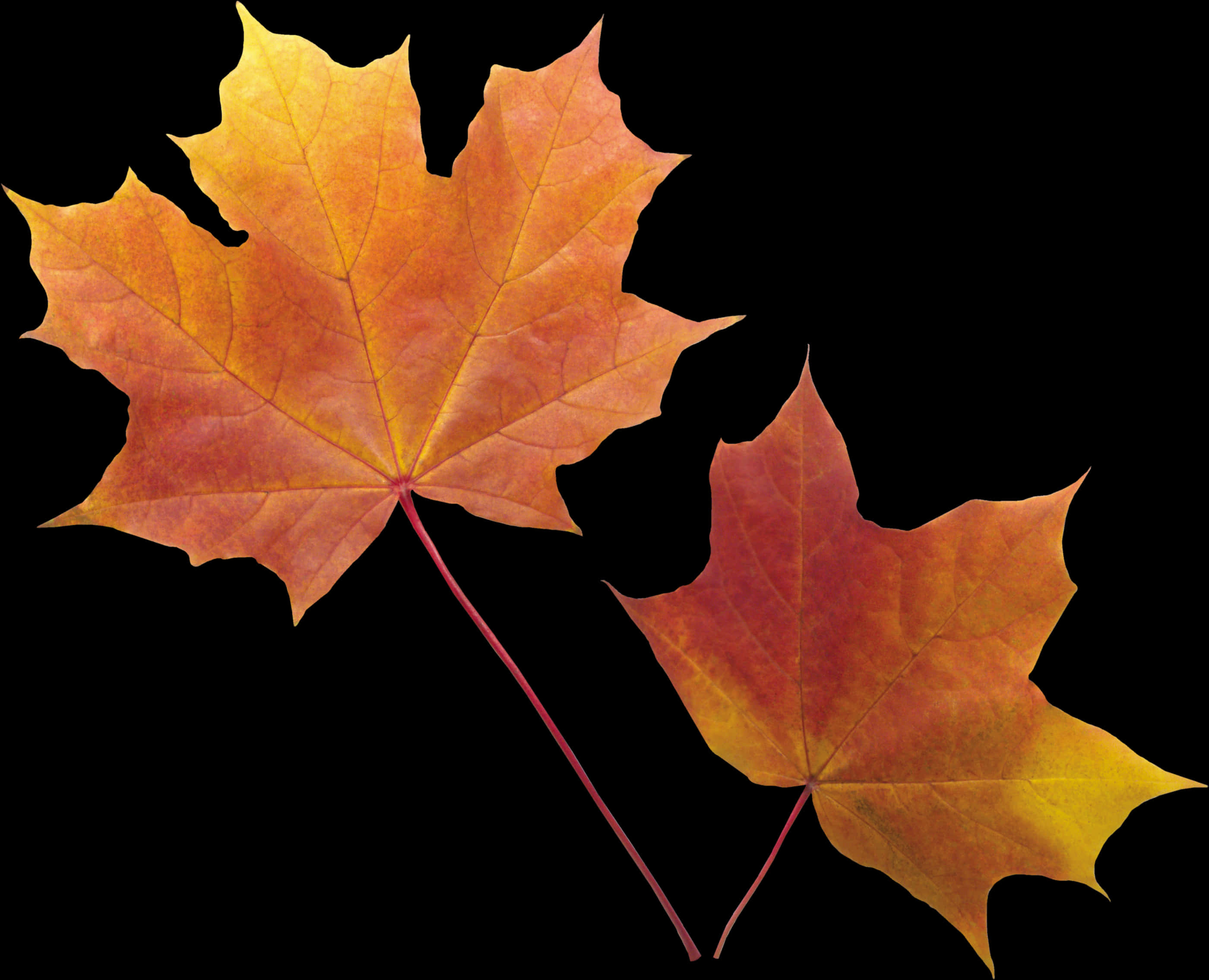 Autumn_ Leaves_ Against_ Black_ Background.jpg