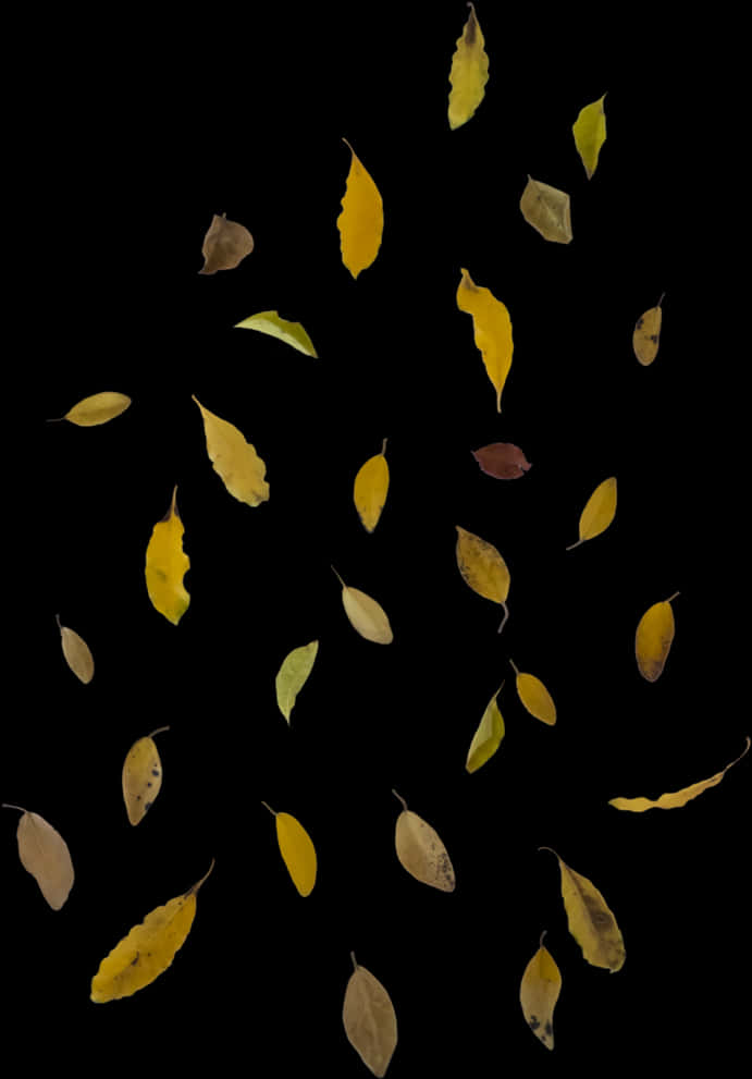 Autumn_ Leaves_ Against_ Black_ Background.jpg