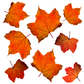 Autumn_ Leaves_ Against_ Dark_ Background