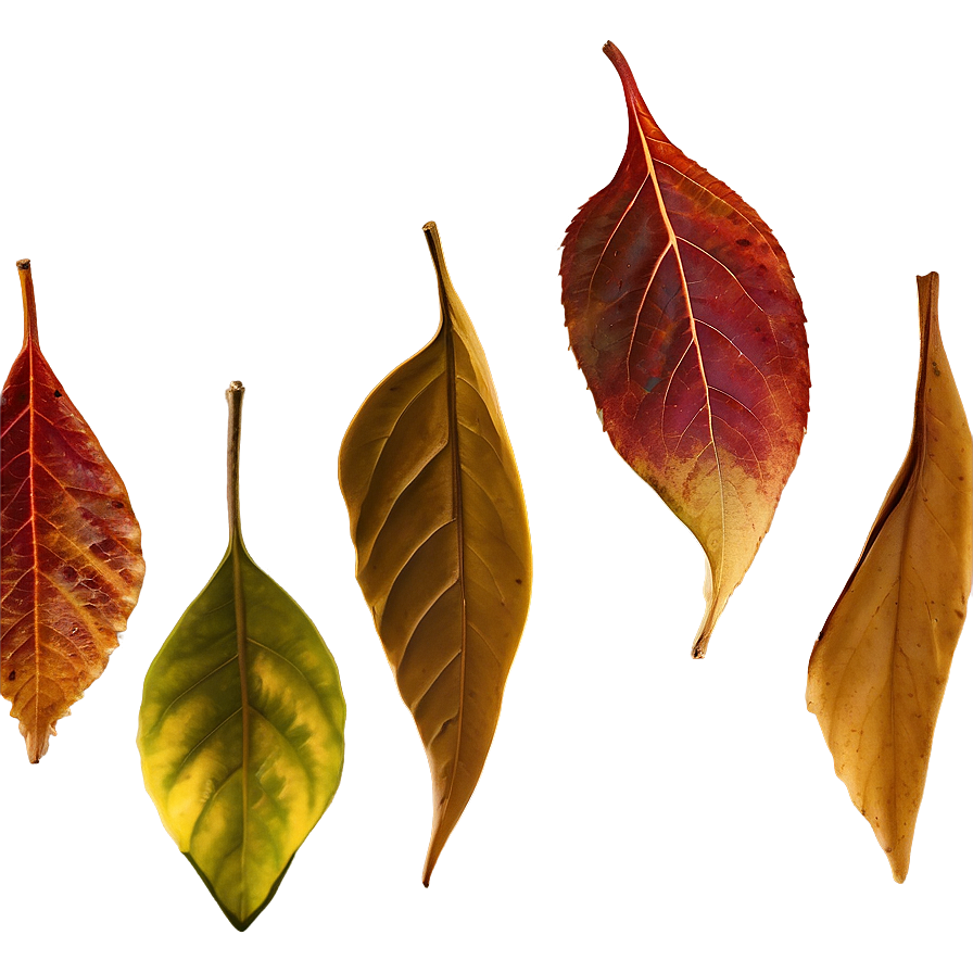 Autumn Leaves Background Png Xvp