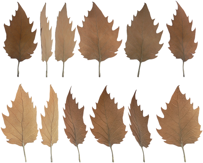 Autumn Leaves Collection Transparent Background