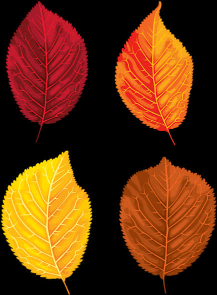 Autumn_ Leaves_ Collection_ Vector