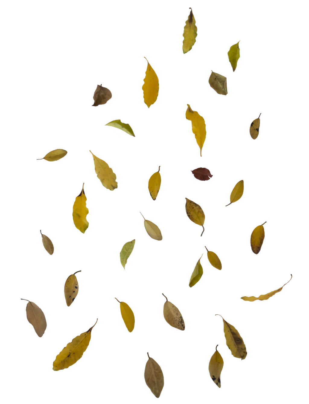 Autumn Leaves Falling Background