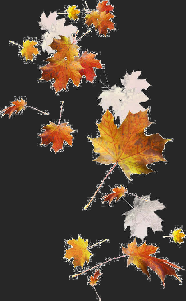 Autumn Leaves Falling Dark Background
