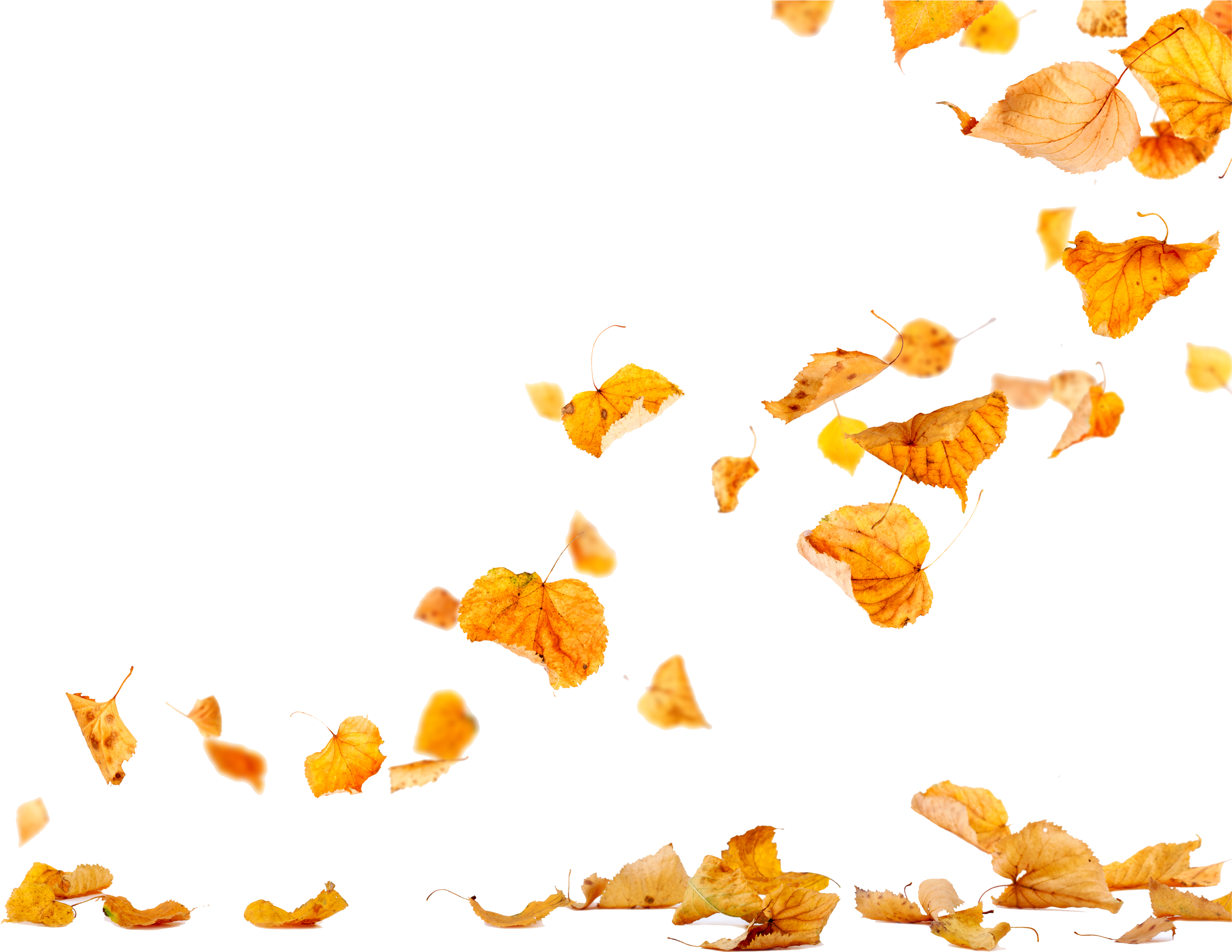 Autumn_ Leaves_ Falling_ Transparent_ Background.png