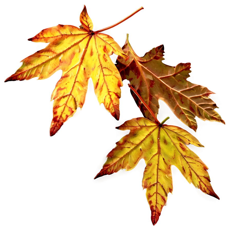 Autumn Leaves Overlay Png 05042024