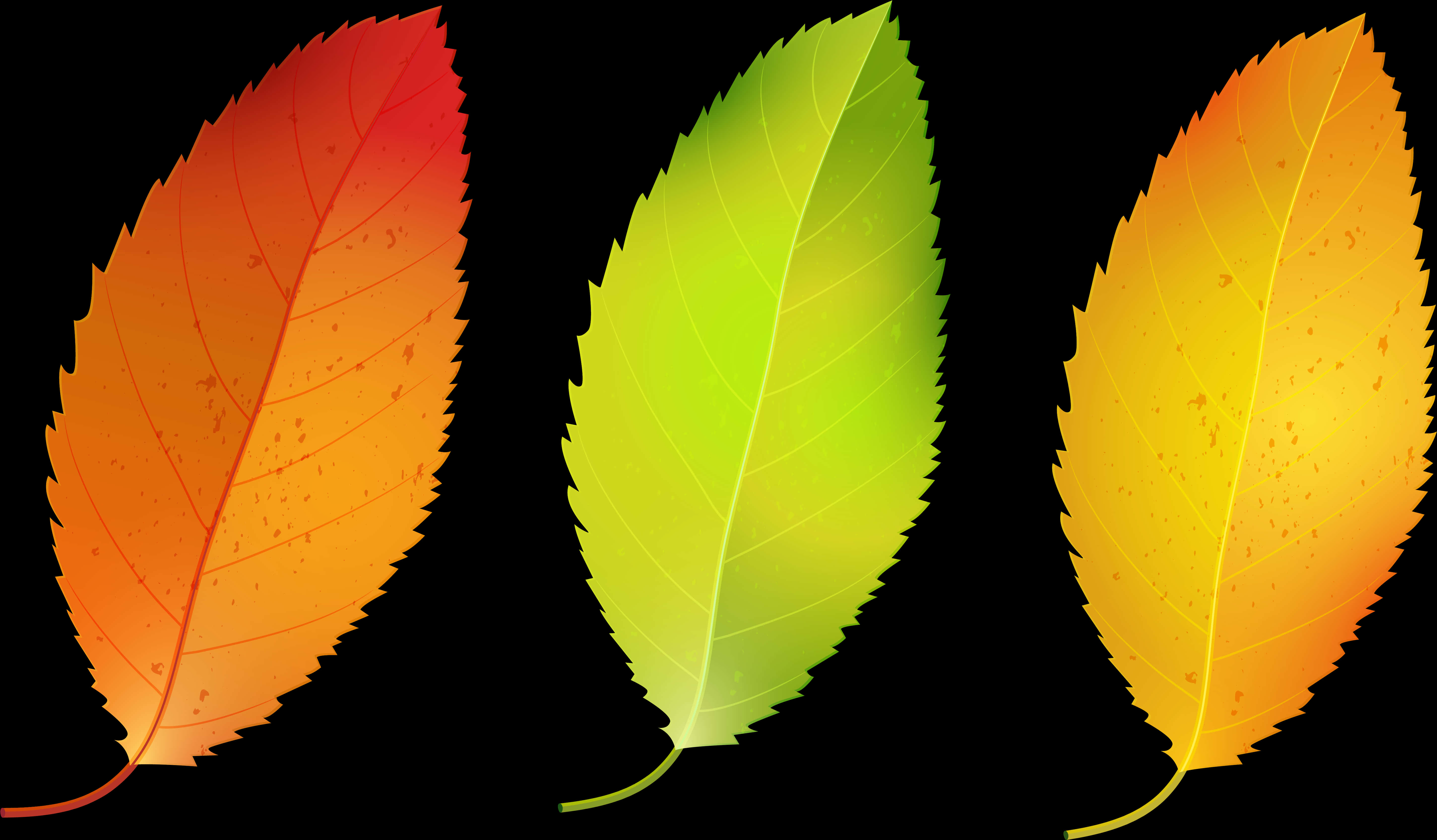 Autumn_ Leaves_ Transition
