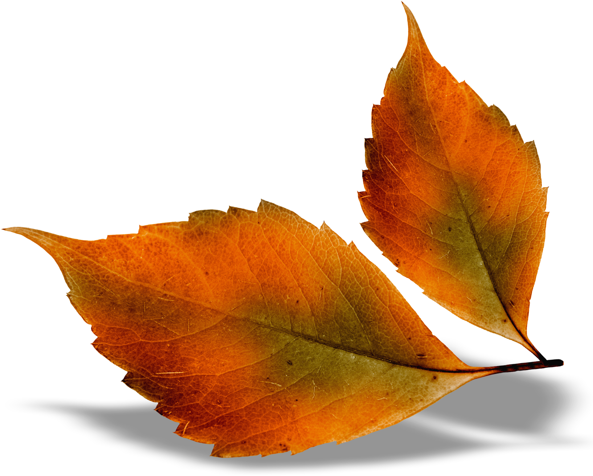 Autumn Leaves Transparent Background