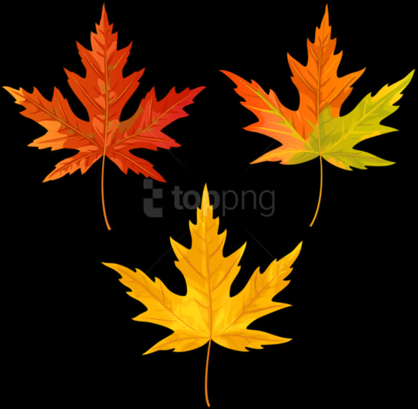 Autumn Leaves Vector Clipart