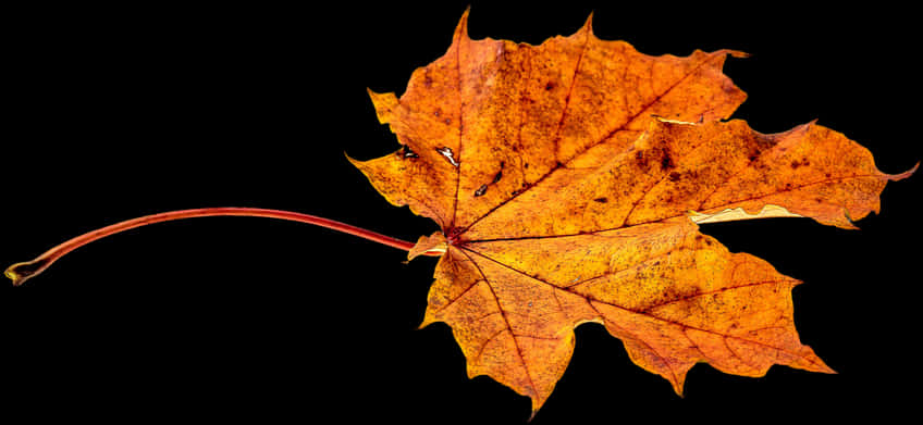 Autumn Maple Leaf Black Background