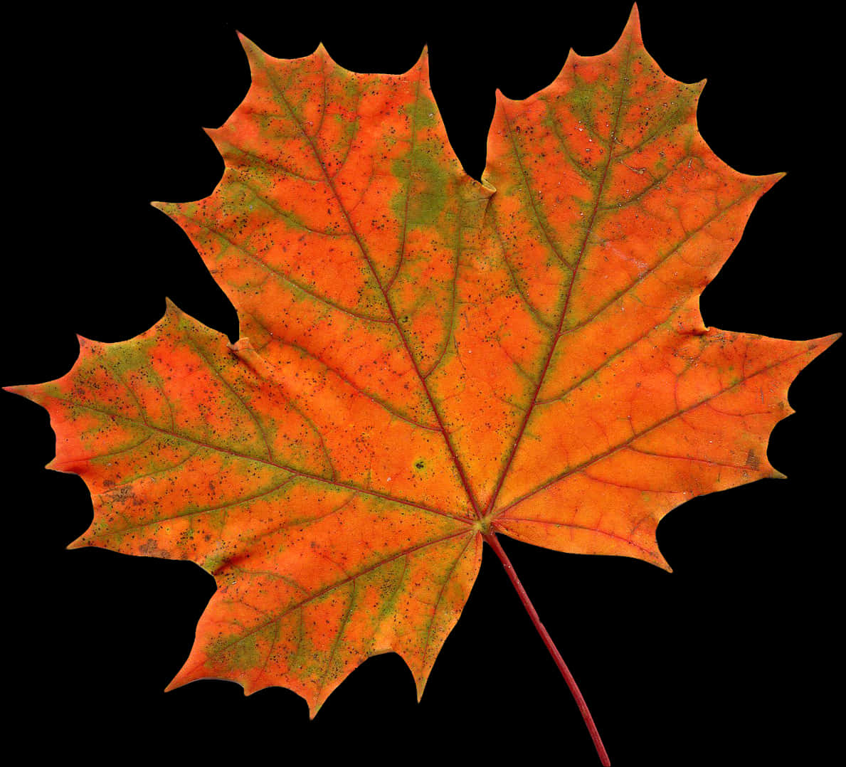 Autumn Maple Leaf Clipart