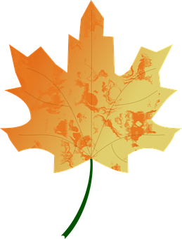 Autumn Maple Leaf Illustration