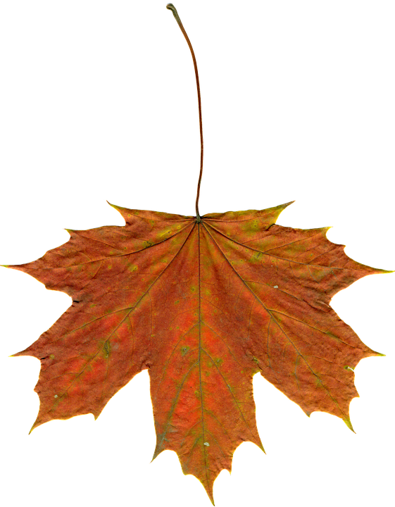 Autumn Maple Leaf Texture