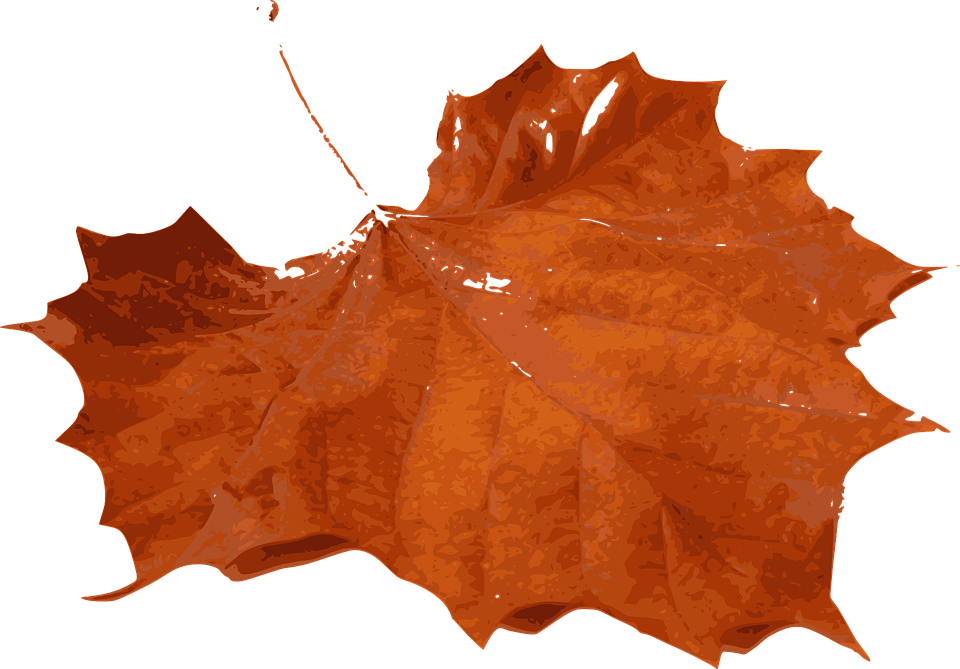 Autumn Maple Leaf Texture