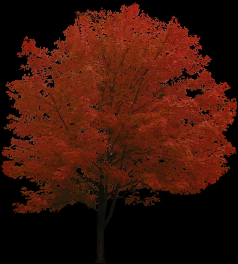 Autumn Maple Tree Black Background