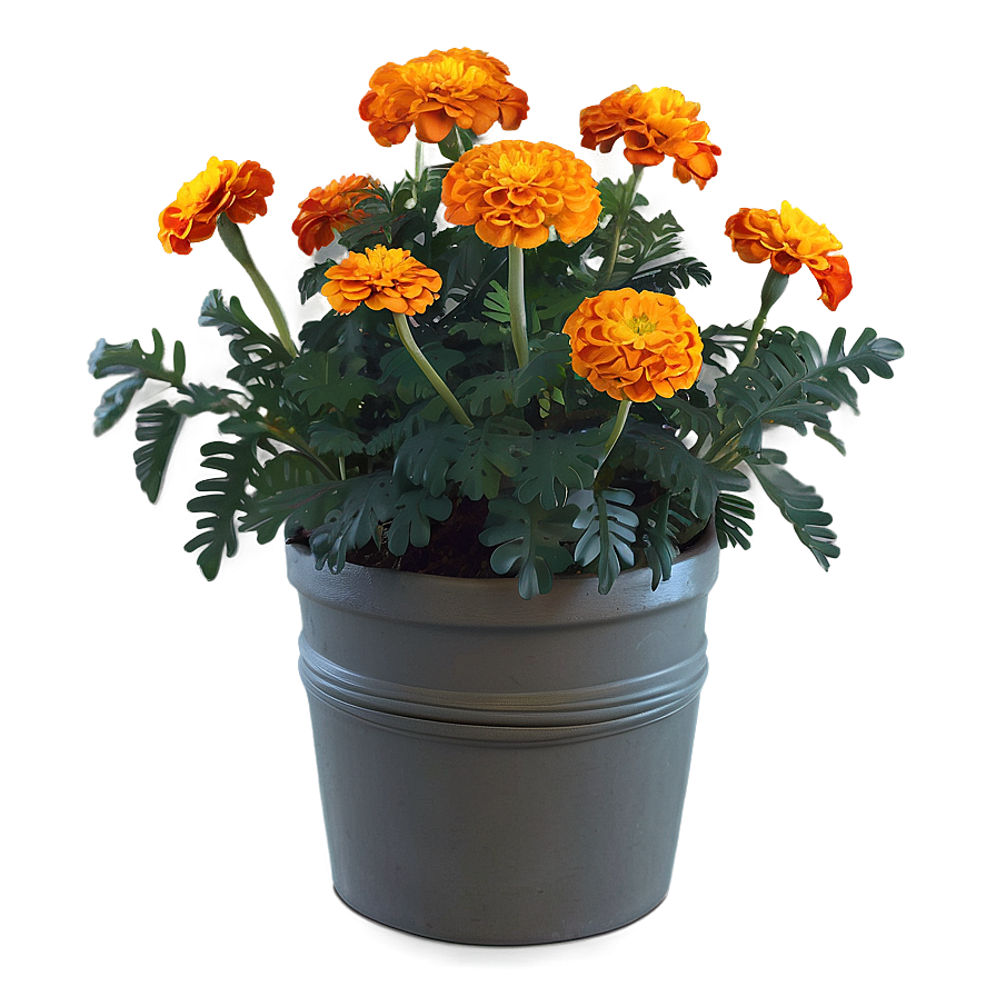 Autumn Marigolds Display Png 58