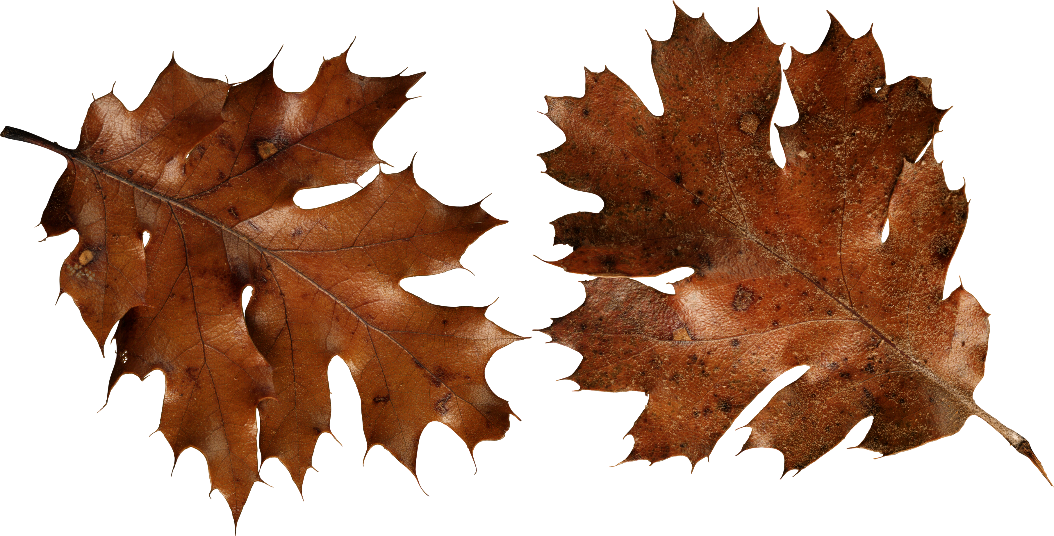 Autumn_ Oak_ Leaves_ Transparent_ Background.png