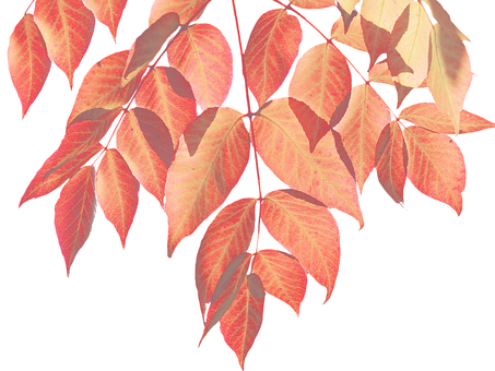 Autumn Red Leaves Black Background