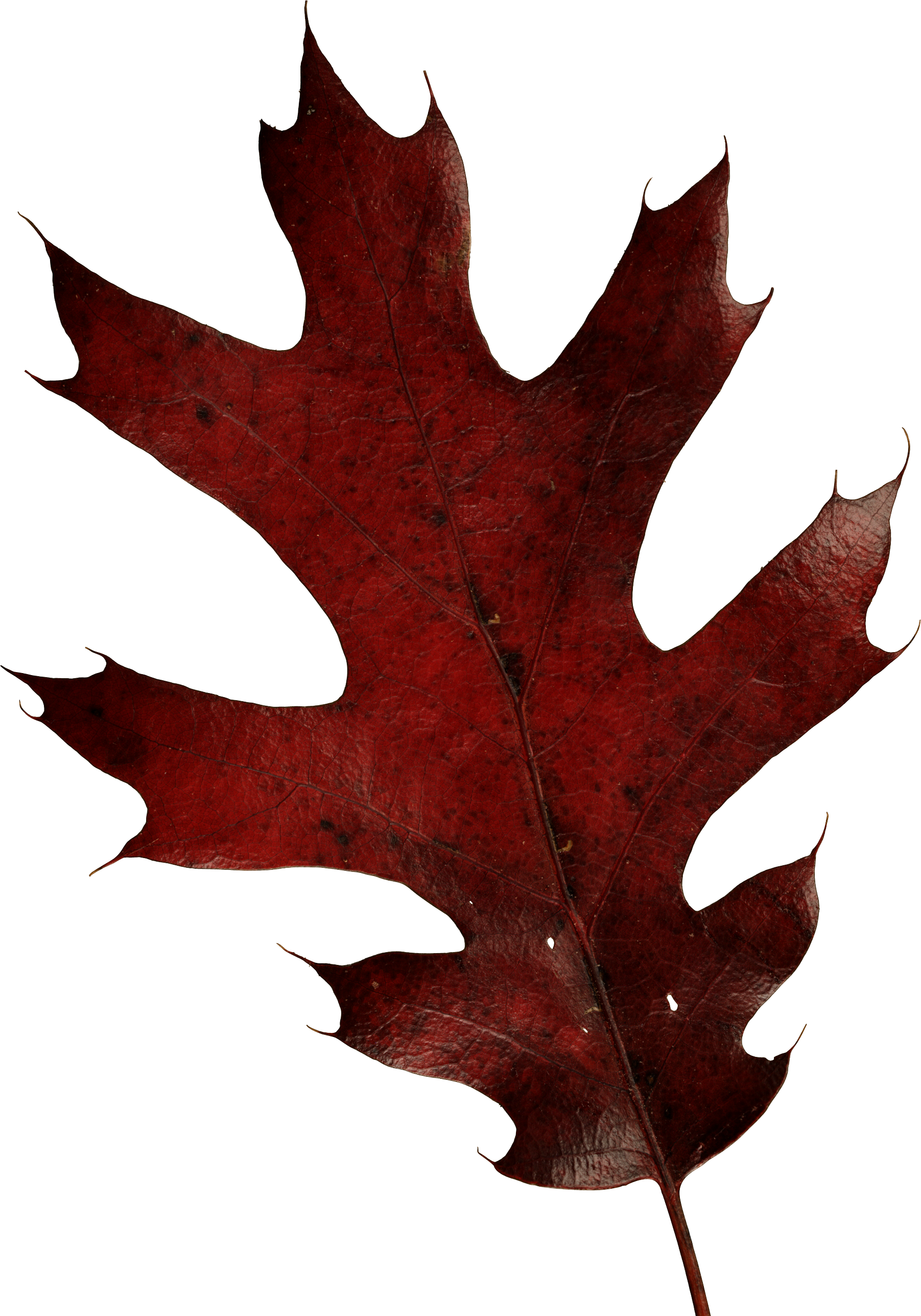 Autumn Red Oak Leaf.png