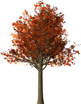 Autumn Tree Black Background