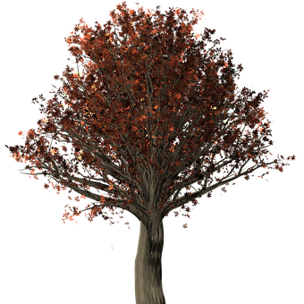 Autumn Tree Black Background