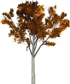 Autumn Tree Black Background