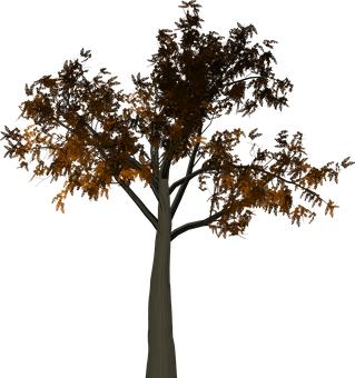 Autumn Tree Dark Background