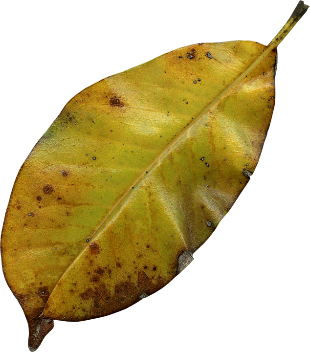 Autumn Yellow Leaf Texture