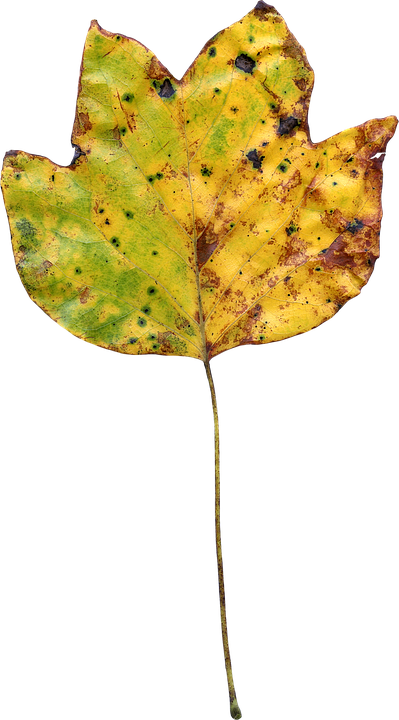 Autumnal Yellow Leaf Texture