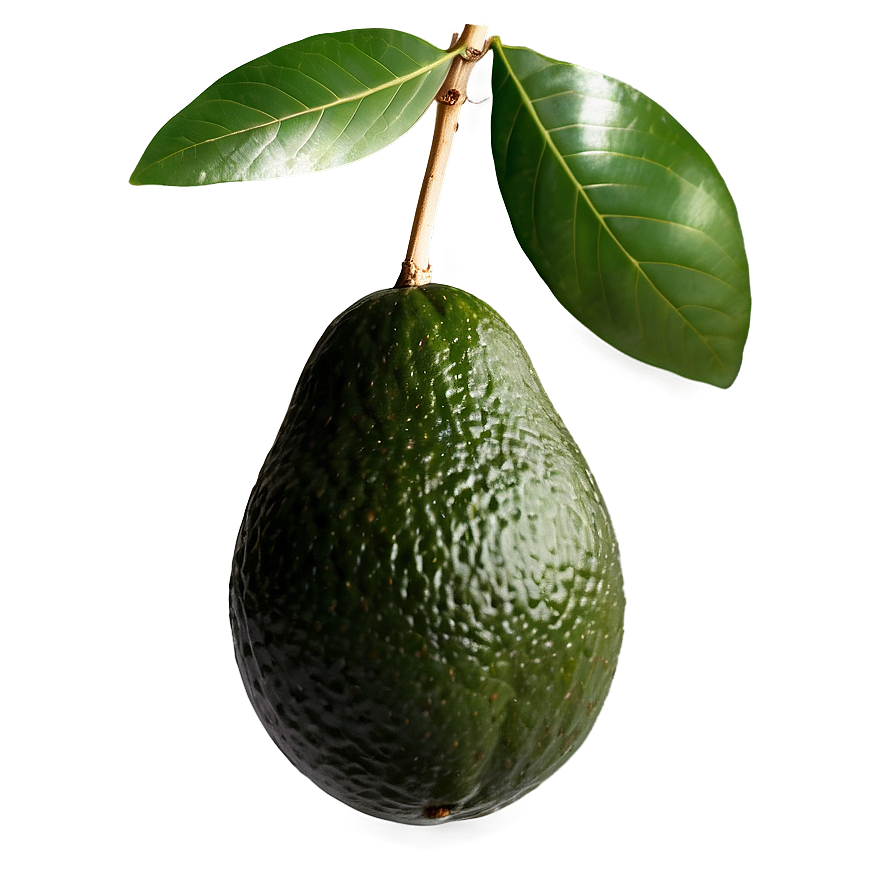 Avocado Branch Png 8