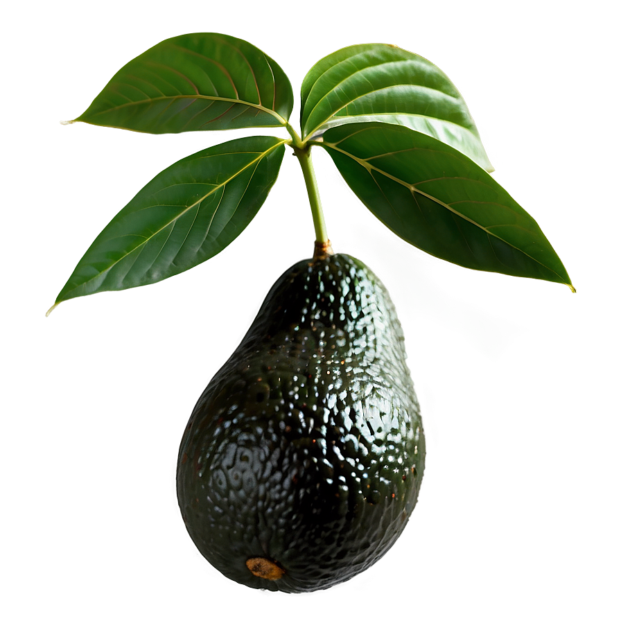 Avocado Branch Png Gyk