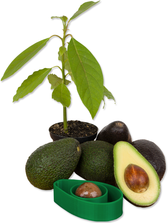 Avocado Life Cycle Progression