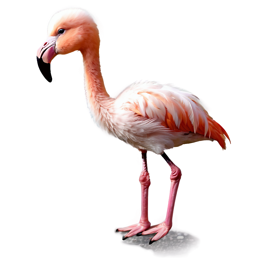 Baby Flamingo Cute Png Hxu